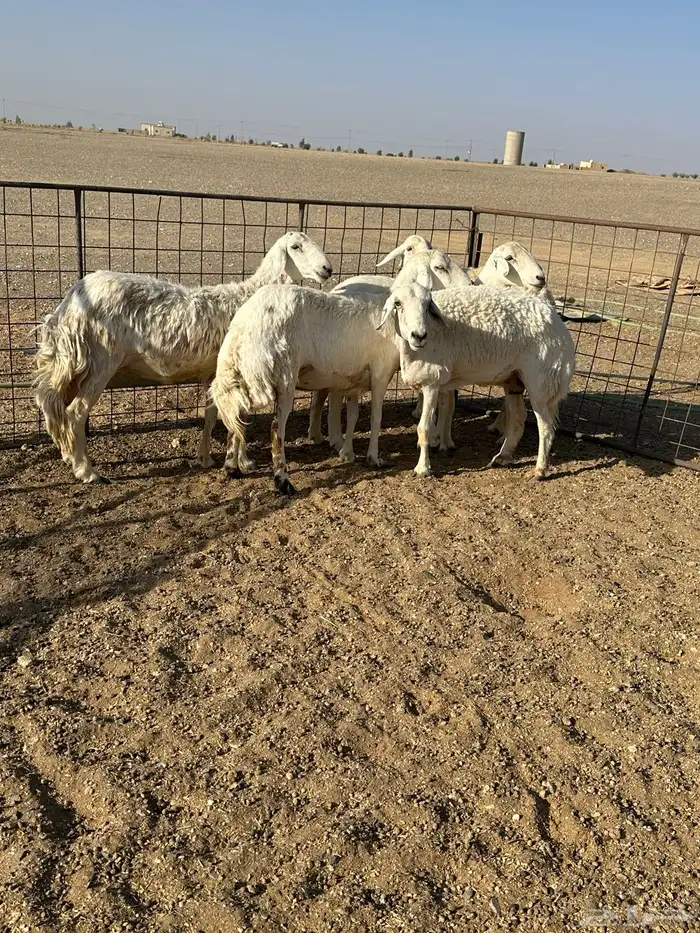 حريات دفيع 2