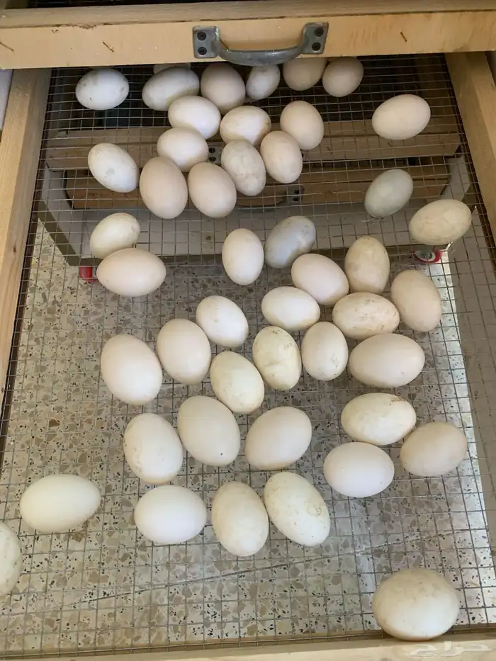 للبيع بط مسكوفي وا بكيني 0