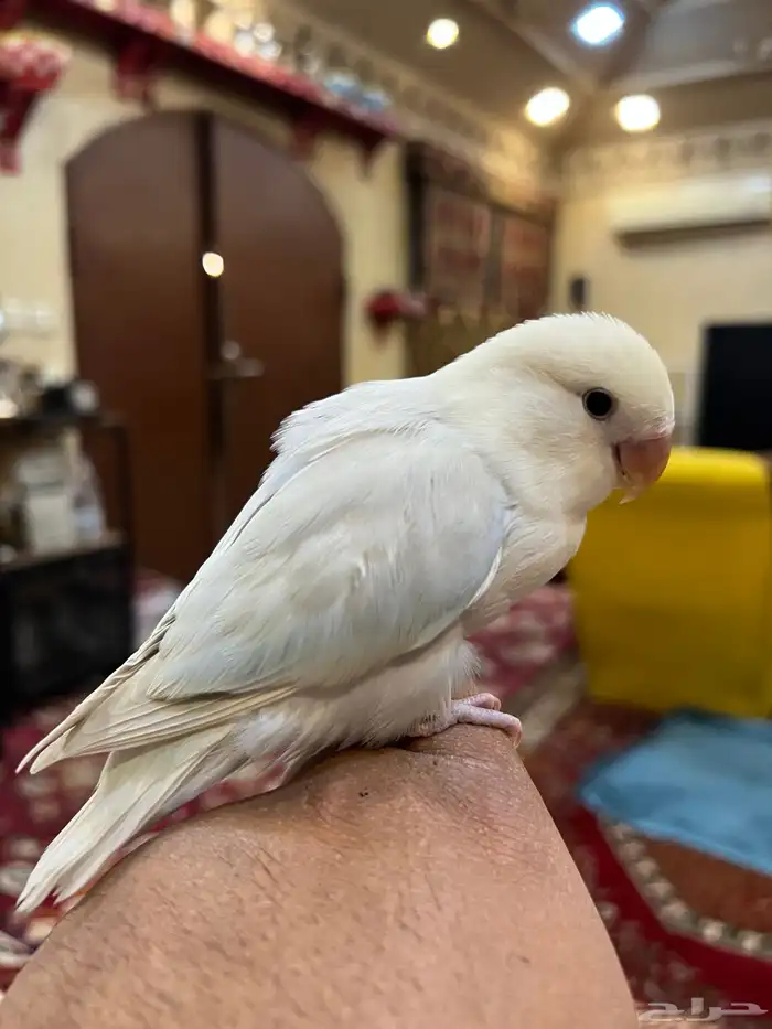 روز اليف جدا هدد نشبه و لعوب ممتع 2