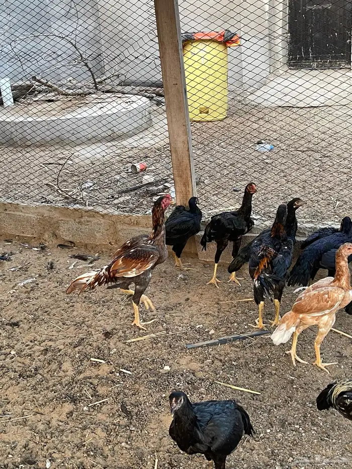 دجاج سندي بيور 19