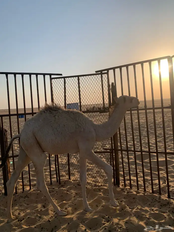 يوجد حشو للبيع 2