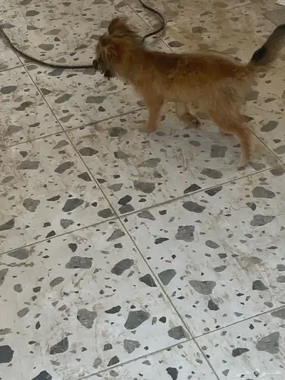 كلب للبيع index