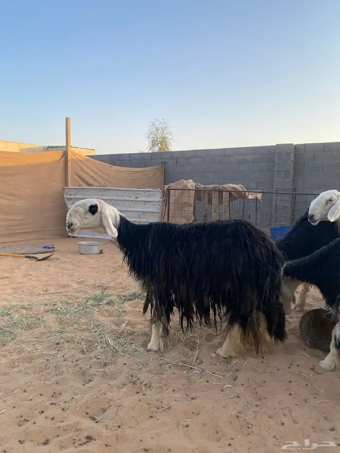 شياه نجد جروم فاخره 1