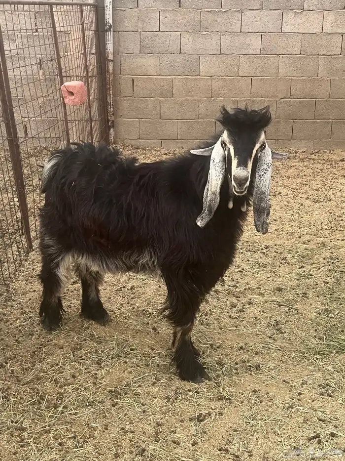 تيس ثني فحل 1