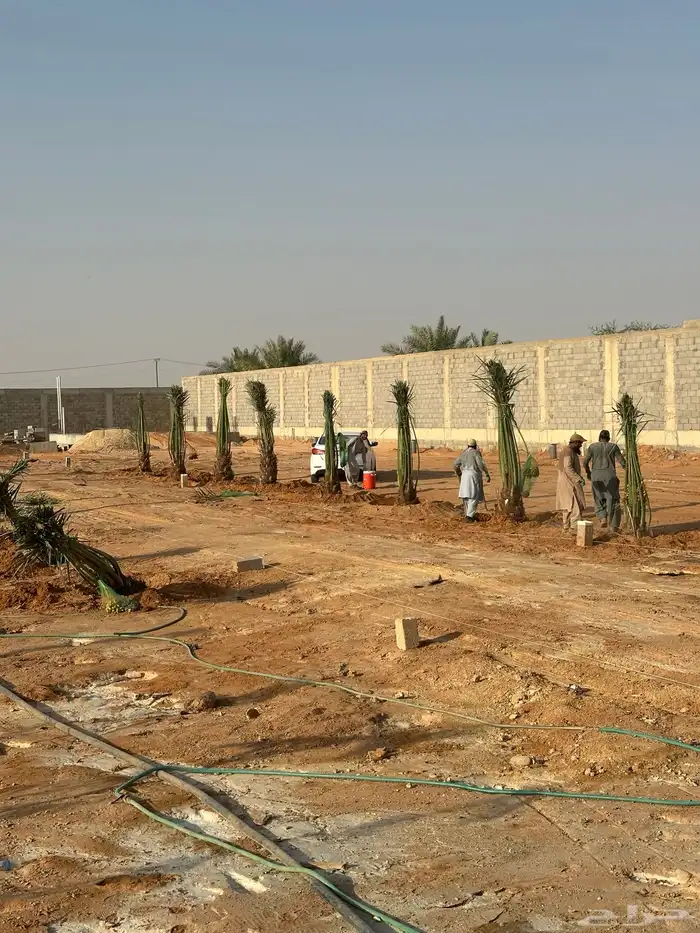 نخل خلاص وصقعي مثمر 2