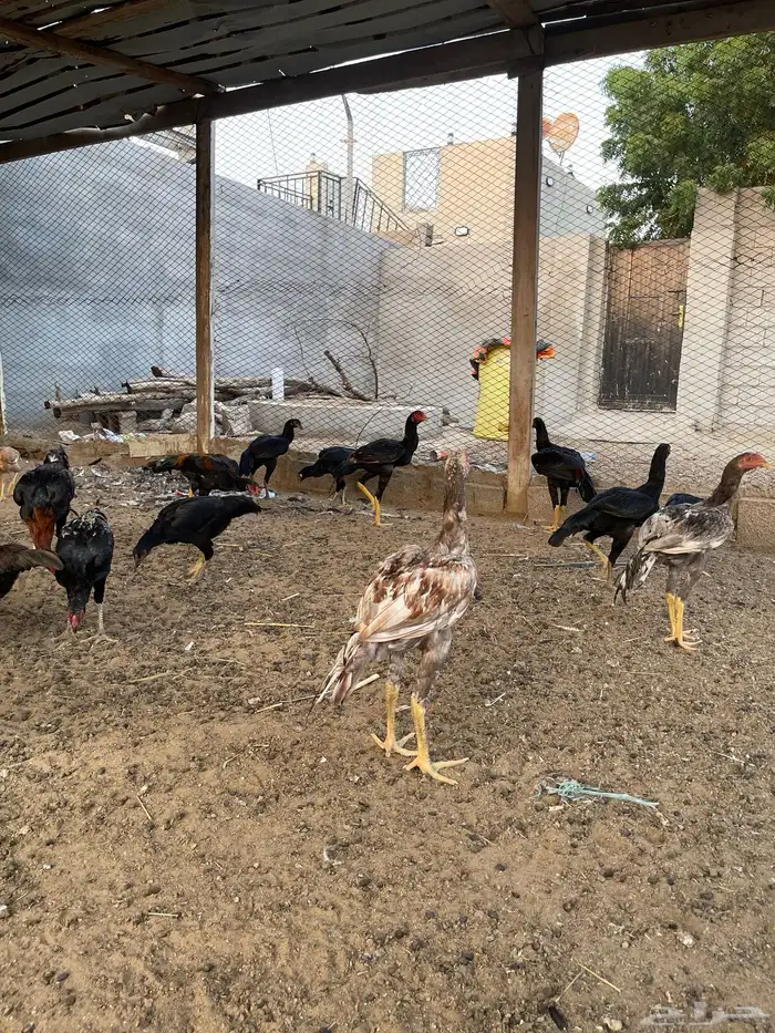 دجاج سندي بيور 11