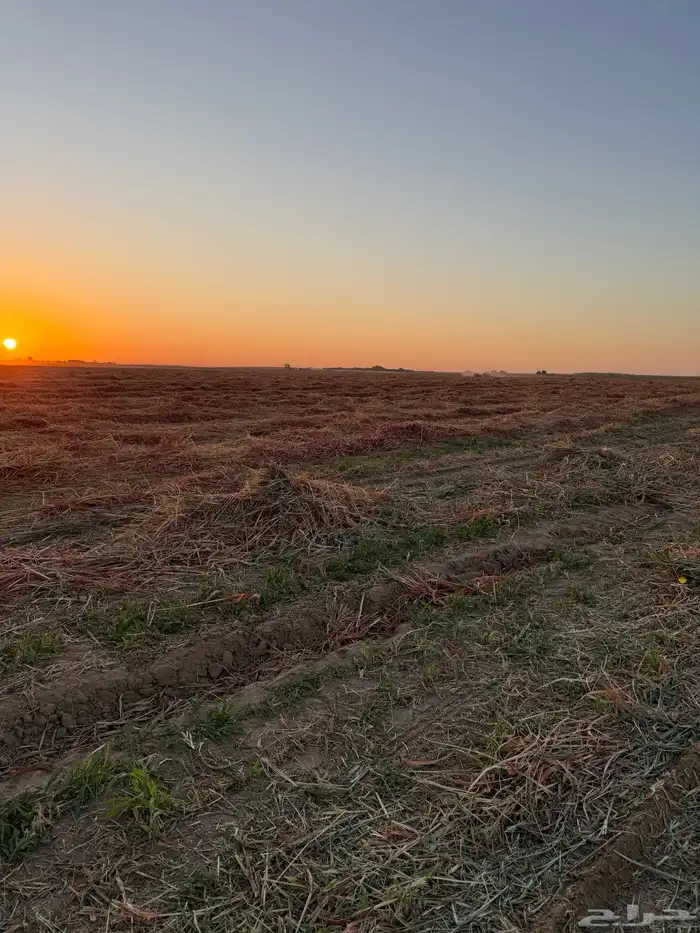 تحميل رودس برسيم ذره زرع تبن الى جميع انحاء المملكه 2