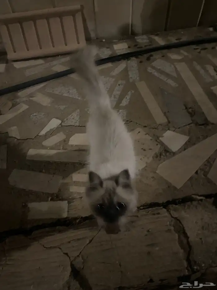 قط هملايا ضائع او متخلي عنه و يحتاج لتبني 2