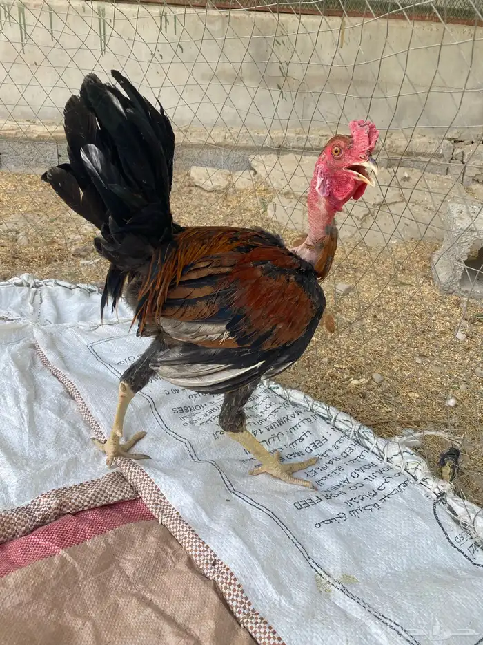 ديوك ودجاج 11