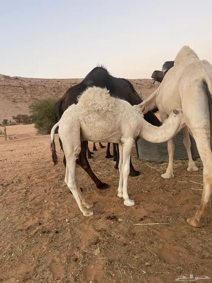 قعود بري لباني يرضع امه 8