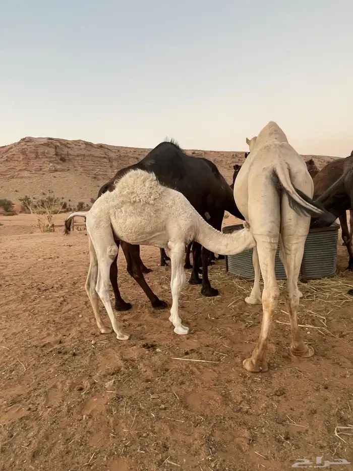 قعود بري لباني يرضع امه 5