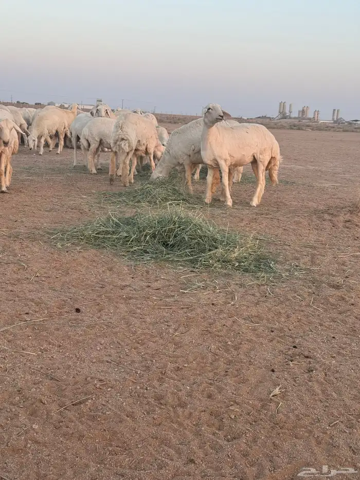 جذعات صنف العدد 90 بفحوله2تم للبيعع 1