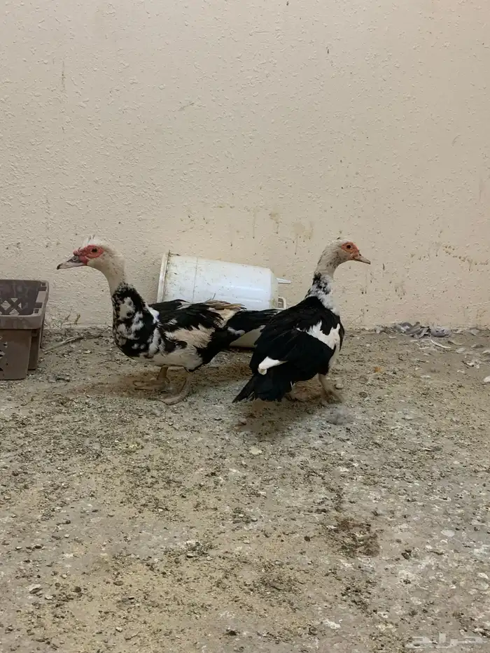 للبيع بط مسكوفي وا بكيني 2