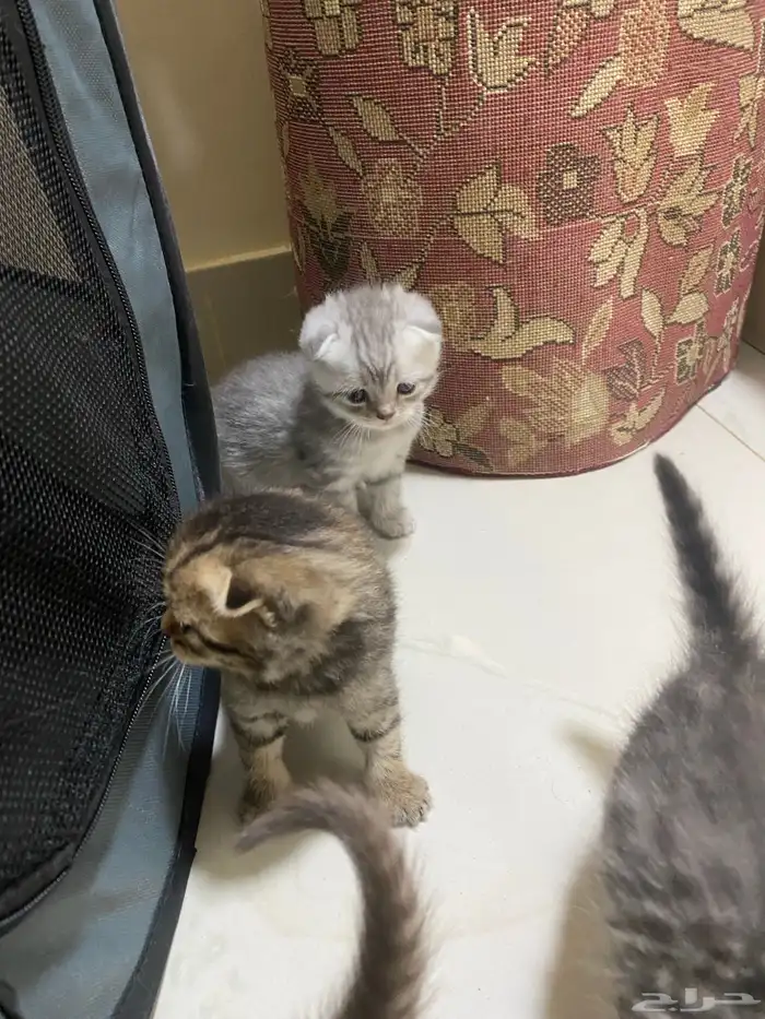 كيتن قطط للبيع 3
