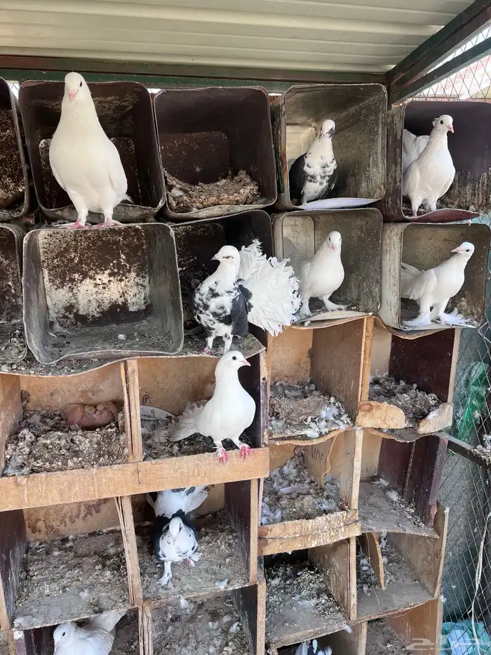 عشة حمام هزازي 4