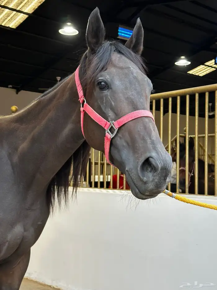 فرس انقليزيه سليمة شرط حاضنه او ركوب 0