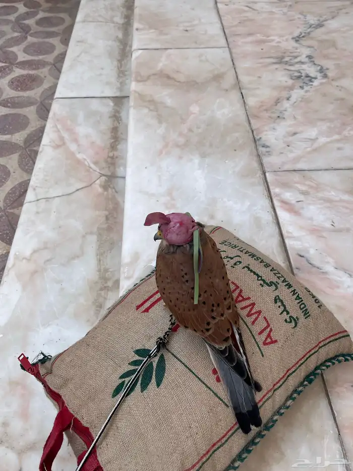 طير باشق للبيع 1