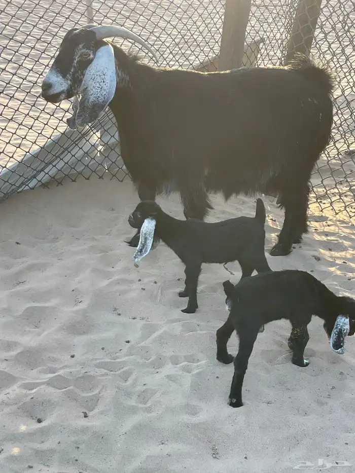 ماشاءالله تبارك الله للبيع عنز تحتها جفرتين 3