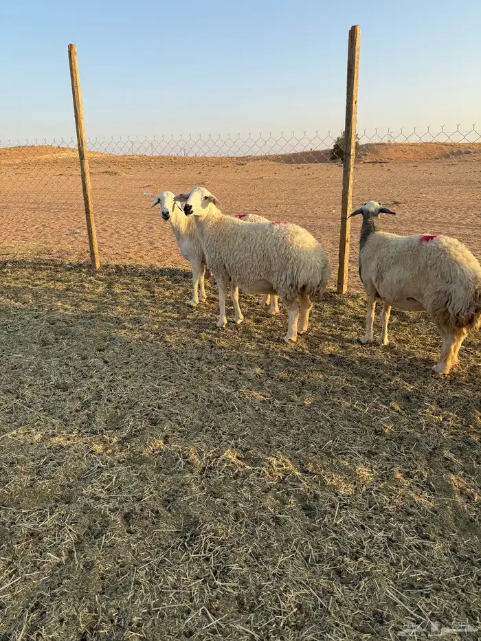 غنم حصيب 4