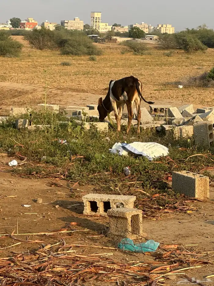 عجالة بلدي لبنيات عدد أربعة للبيع 1