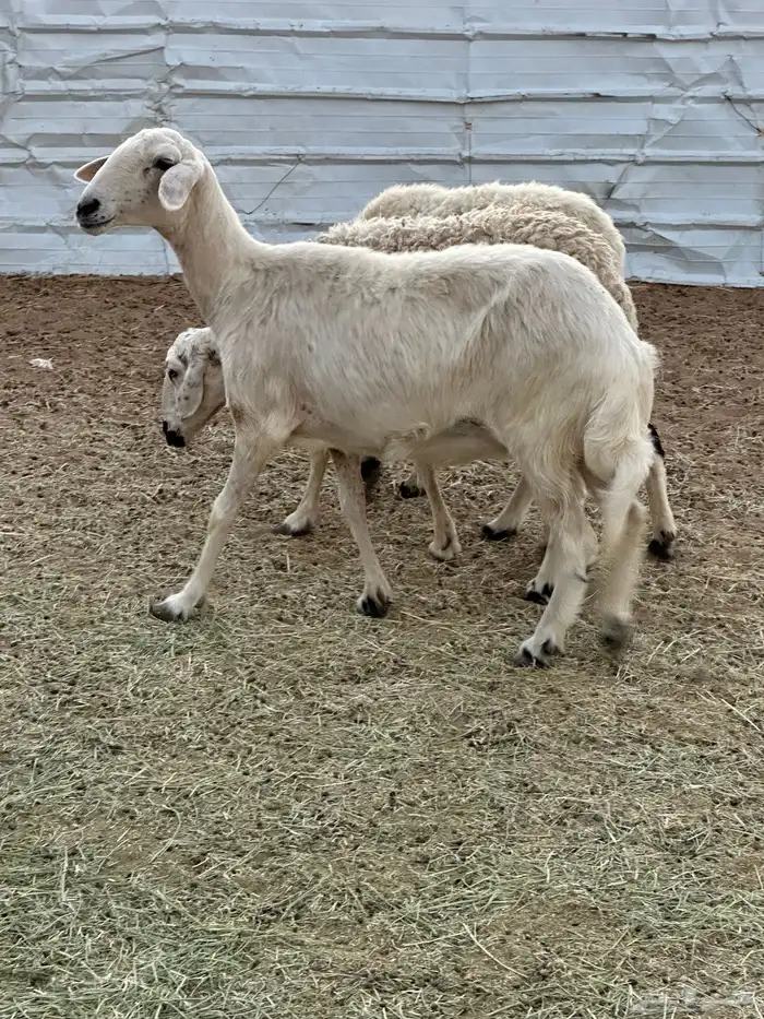 اربع ضان دفيع صفر 0