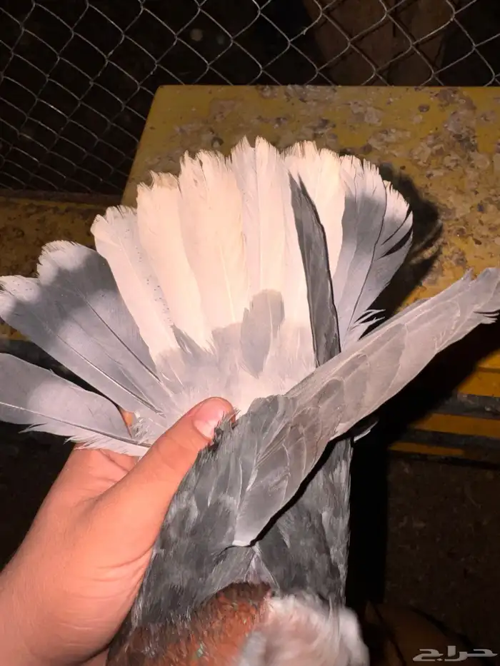 جوز تركي معقد 7