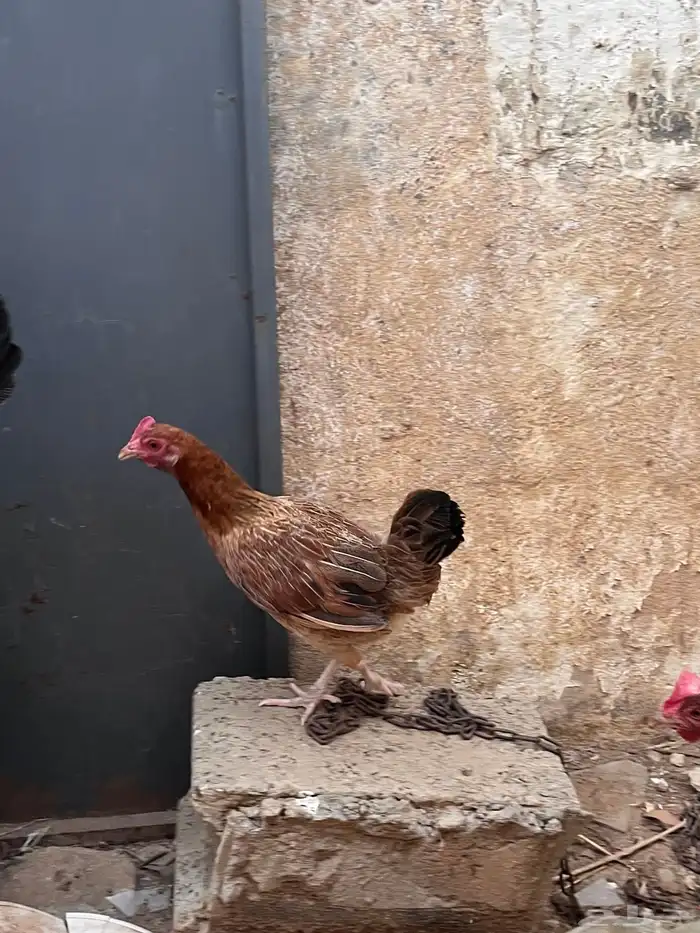 للبيع دجاج بلدي وا ديك بكستاني 1