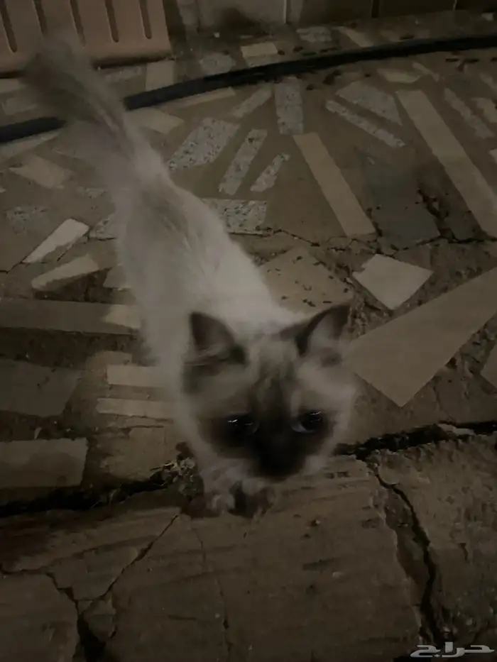 قط هملايا ضائع او متخلي عنه و يحتاج لتبني 0