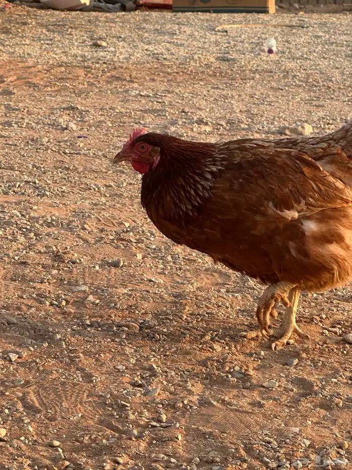 دجاج لهمان براون بياض للبيع 1