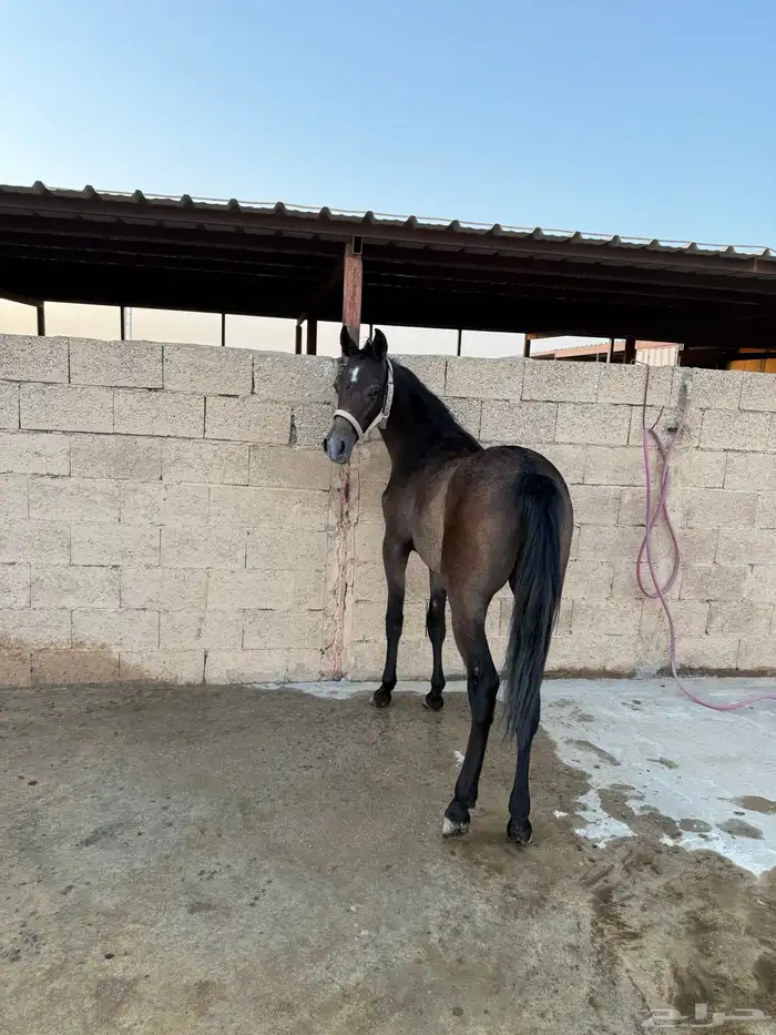 للبيع مهر شعبي شيخ ولد نصر الشقب 1