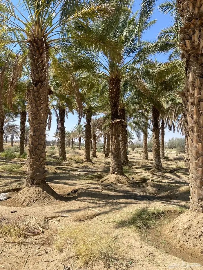 نخيل للبيع طول 8 متر وزيادة 2