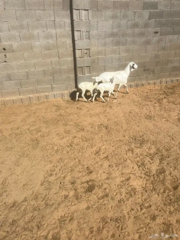 بربريه متوم 1