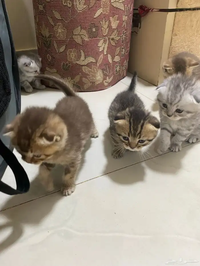 كيتن قطط للبيع 7