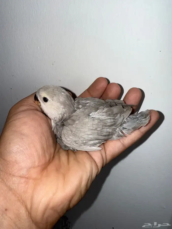 فرخين روز احجام سوبر جامبو 4