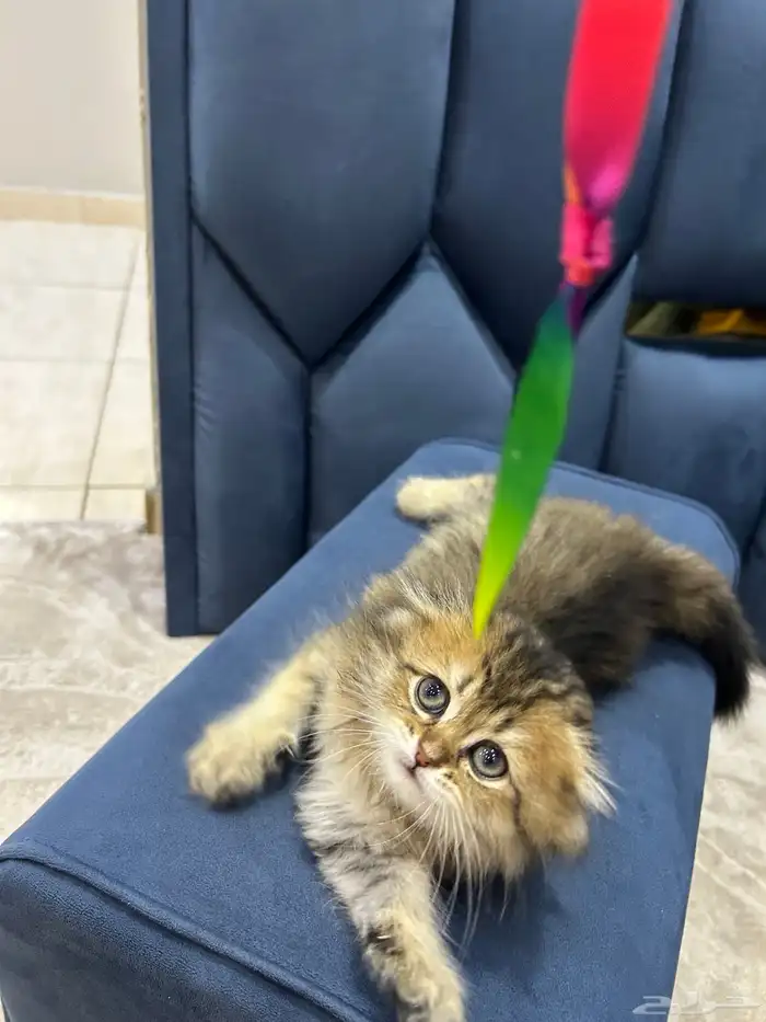 قط سكوتش فولد لونق هير 0