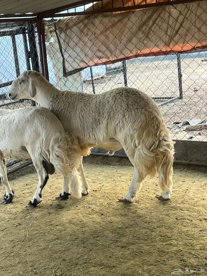 مشروع فحل حري 1