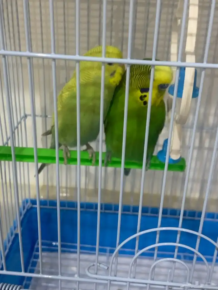 حي الرمل 2