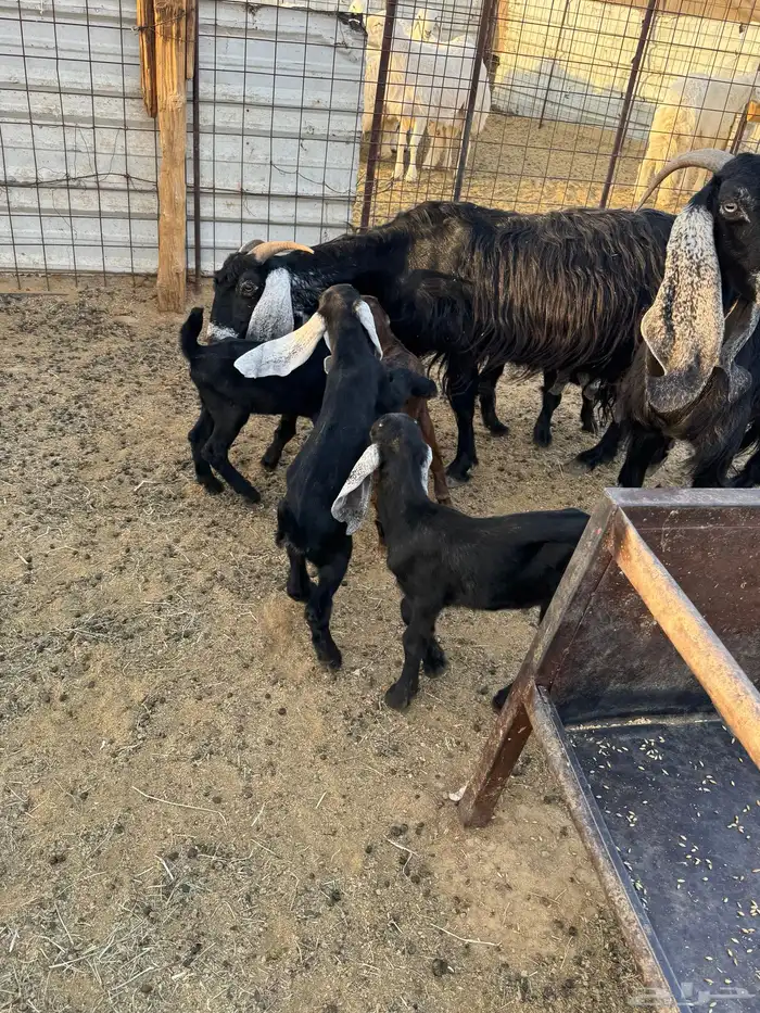 معزاء بعياله 9