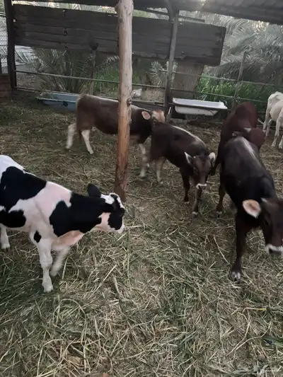 عجول  الماني و جرسي و بربر index