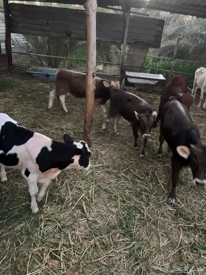 عجول  الماني و جرسي و بربر 2