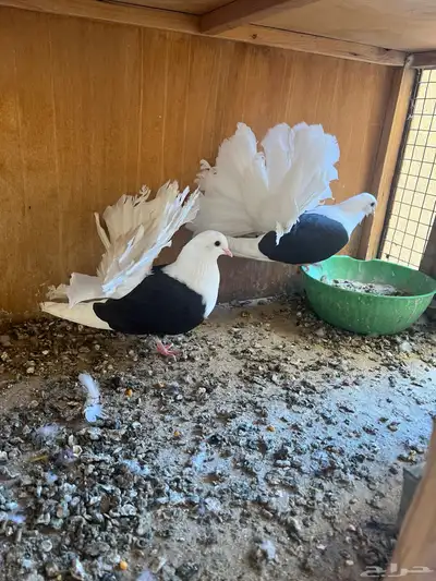 حمام زينه ( تم البيع ) index