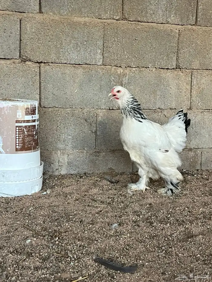 للبيع طقم براهما كولمبي توب 1