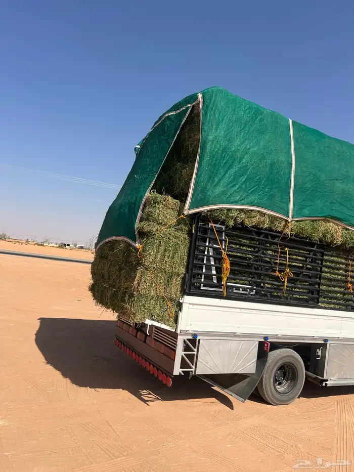 برسيم صافي ورق 3