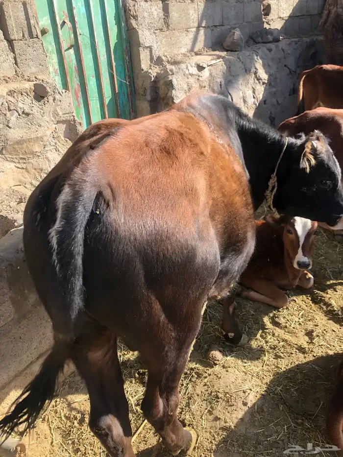 بقره منيح هادئة تحتها حسيل 4