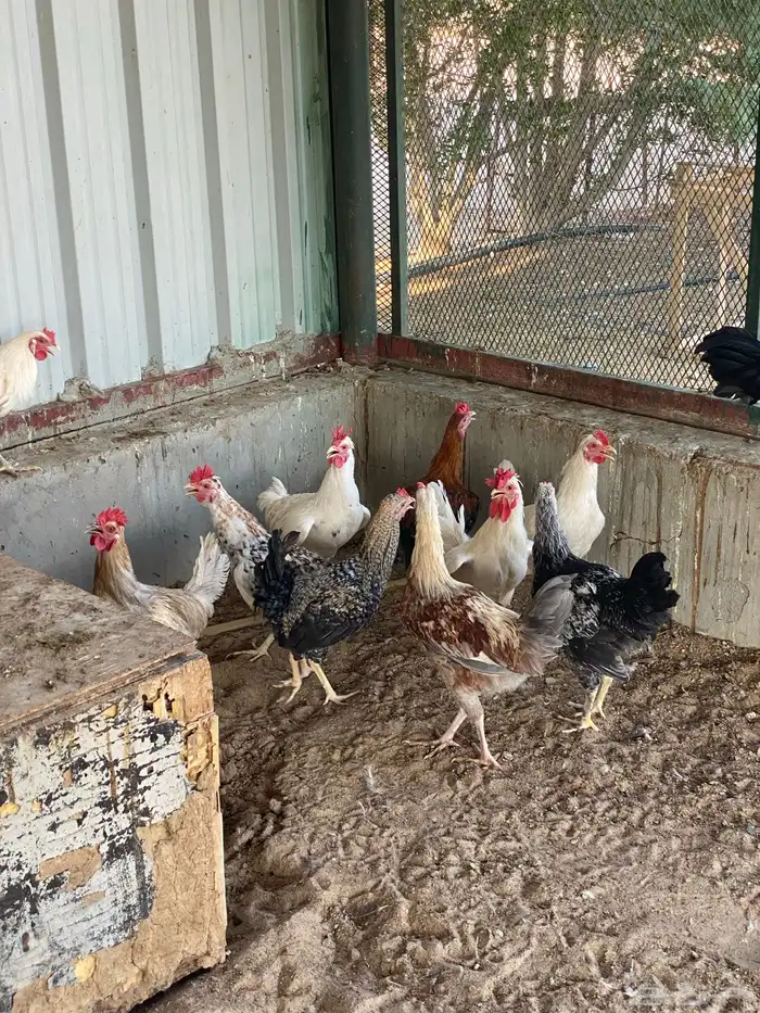 ديوك ودجاج 8