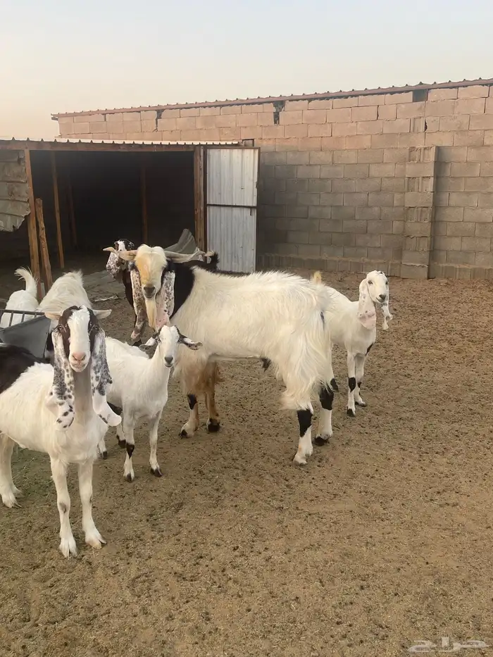 طريق المدينه 2