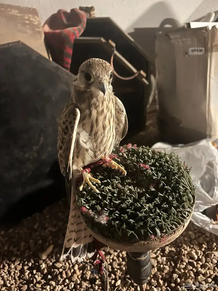 مدرب 1