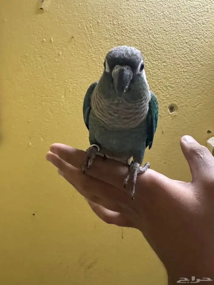 كنيور تركواز قرين شيك تم البيع 0