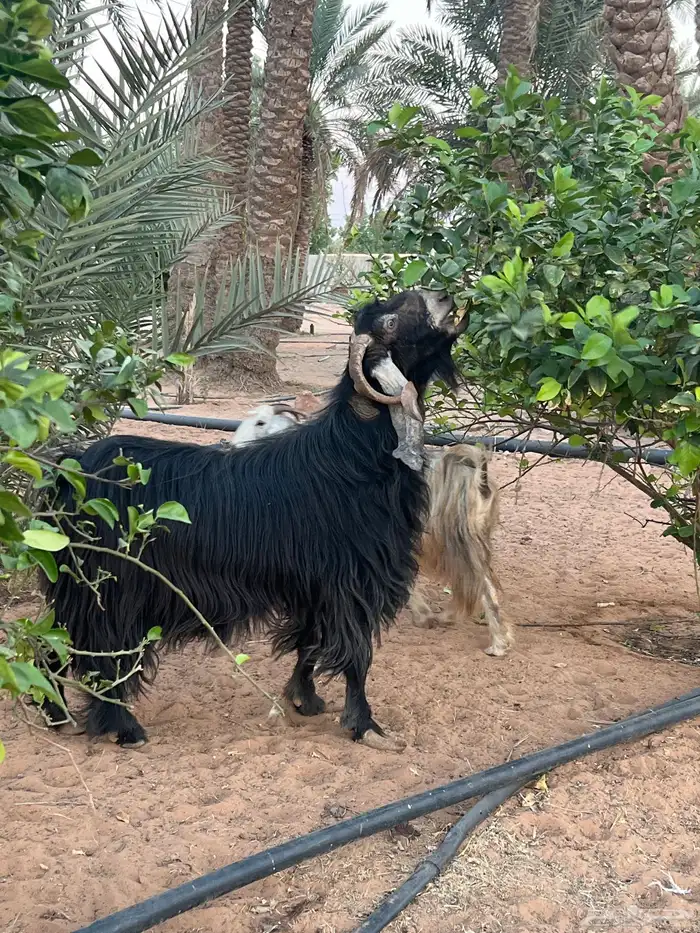 تبس فحل عارضي 2