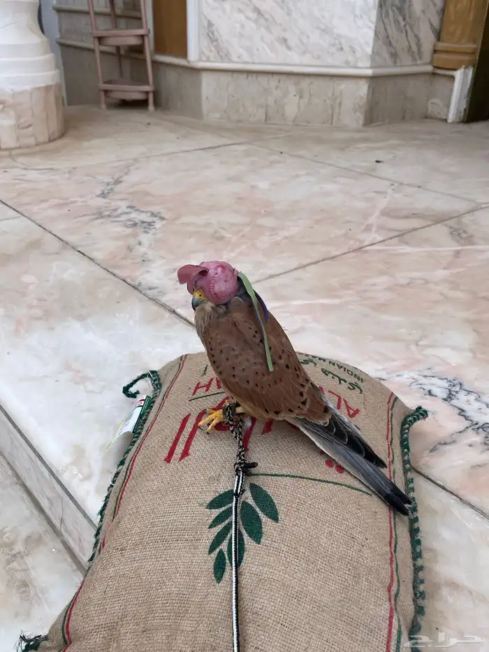 طير باشق للبيع 2